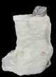 Bargain Enrolled Flexicalymene Trilobite - Ohio #47318-1